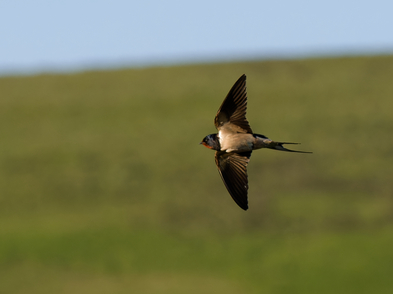 Thumbnail of Swallow